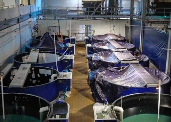 Busca UABC la sustentabilidad de la totoaba en el Golfo de California