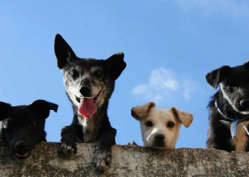 Jornadas de Esterilización Gratuitas en Hermosillo los Días 7 y 10 de Abril 2025 ¿Dónde y Hora?