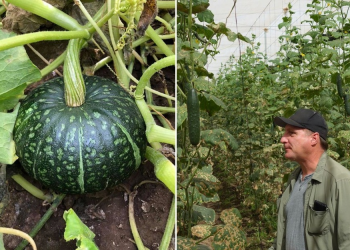 Sonora espera una abundante oferta de hortalizas esta primavera