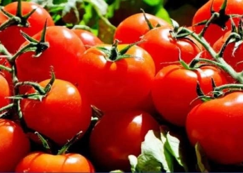 Arancel al jitomate sacude a agricultores de Sonora