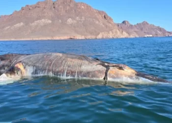 Playas de Sonora con Buena Derrama Económica Durante Semana Santa