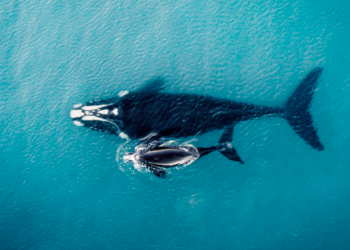 Proyecto Saguaro pone en riesgo ecosistema del Golfo de California