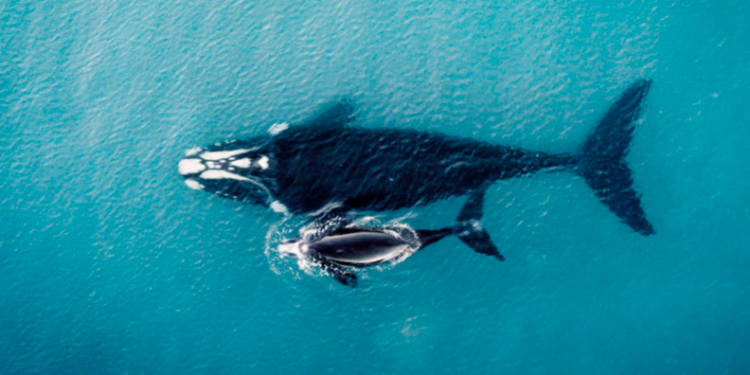 Proyecto Saguaro pone en riesgo ecosistema del Golfo de California