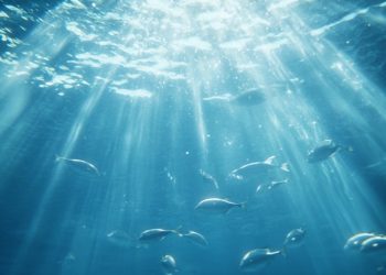 Día mundial de los animales acuáticos, ¿Cuáles son los animales de agua en peligro crítico de extinción?