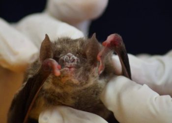 Emite gobierno federal aviso epidemiológico tras casos de rabia en Oaxaca, Nayarit y Sonora