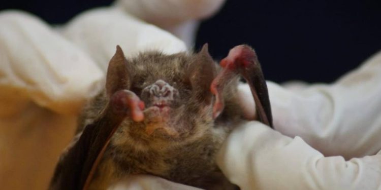 Emite gobierno federal aviso epidemiológico tras casos de rabia en Oaxaca, Nayarit y Sonora