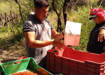 Siembra comercial de chiltepín bajo riego