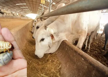 Presumen en Sonora sanidad impecable en ganado