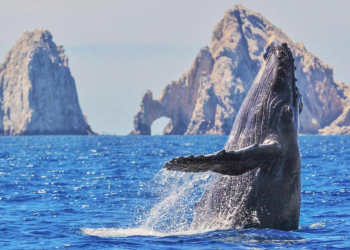 En huelga de hambre para defender a las ballenas