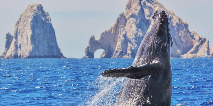 En huelga de hambre para defender a las ballenas