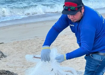 Jóvenes transforman redes de pesca en figuras 3D para proteger a vaquita marina