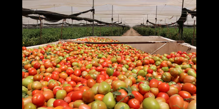 Y ahora… EEUU anuncia nuevo arancel del 20.91% al tomate de México