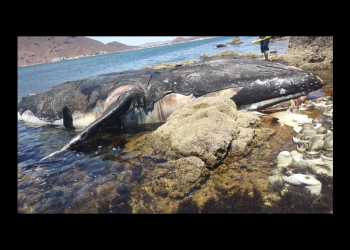 Localizan muerta una ballena Jorobada en la playa de “Miramar” en Guaymas