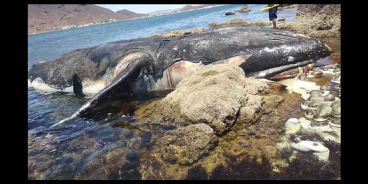 Localizan muerta una ballena Jorobada en la playa de “Miramar” en Guaymas