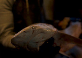 ¿Sabes cuál es el origen de los mariscos que te sirven en un restaurante? En México nadie sabe con certeza