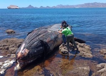Investigan muerte de ballenas en costas del sur de Sonora