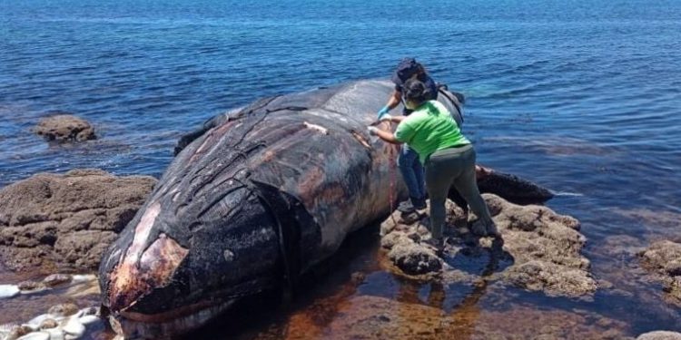 Investigan muerte de ballenas en costas del sur de Sonora