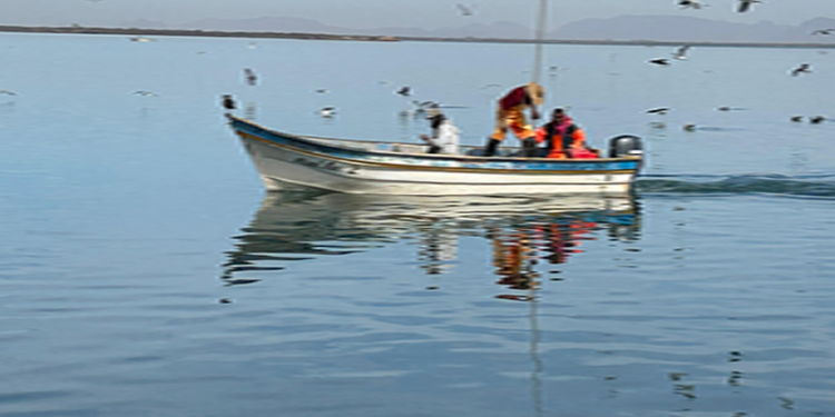 Llama Gobierno de Sonora a cuidar el camarón ante inicio de veda