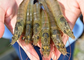 Sonora alcanza producción récord de camarón de cultivo