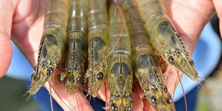 Sonora alcanza producción récord de camarón de cultivo