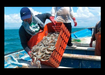 Sonora: Inicia veda de camarón este domingo 6 de abril