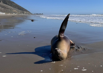 Muerte de lobos marinos y delfines aumenta por proliferación de microalga tóxica