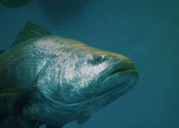 Totoaba: el pez que sí debería representarnos