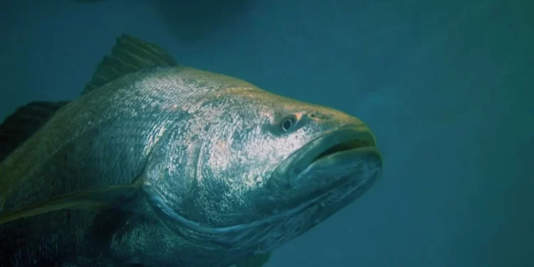 Totoaba: el pez que sí debería representarnos