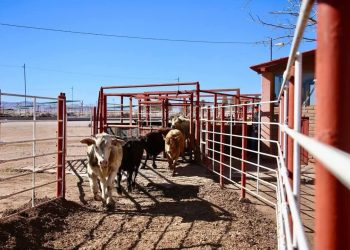 Sonora realiza sin contratiempos exportación de ganado a EU