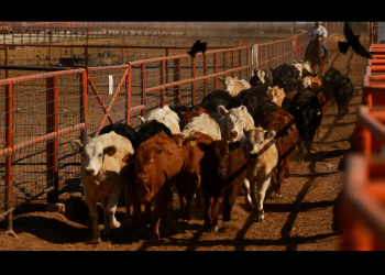 La secretaria de Agricultura de Estados Unidos sobre la plaga de gusano barrenador en México: “¡Una GRAN victoria para nuestros ganaderos!”