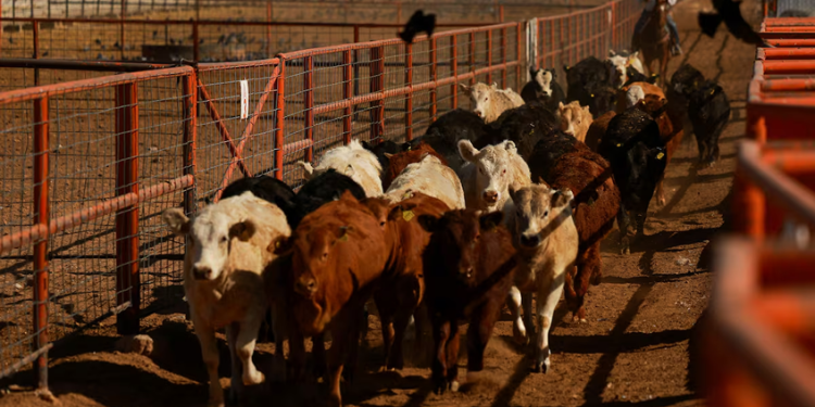 La secretaria de Agricultura de Estados Unidos sobre la plaga de gusano barrenador en México: “¡Una GRAN victoria para nuestros ganaderos!”