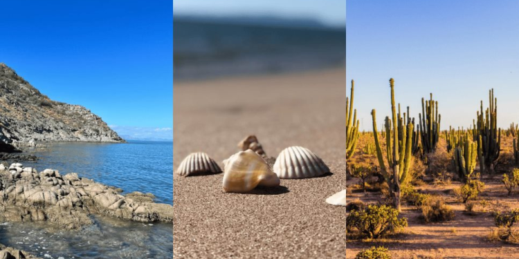 La playa de los caracoles en Sonora que debes visitar en esta Semana Santa 2025; ¿Cómo llegar?
