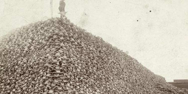 La foto de la montaña de cráneos de bisonte que revela una infame historia de Estados Unidos