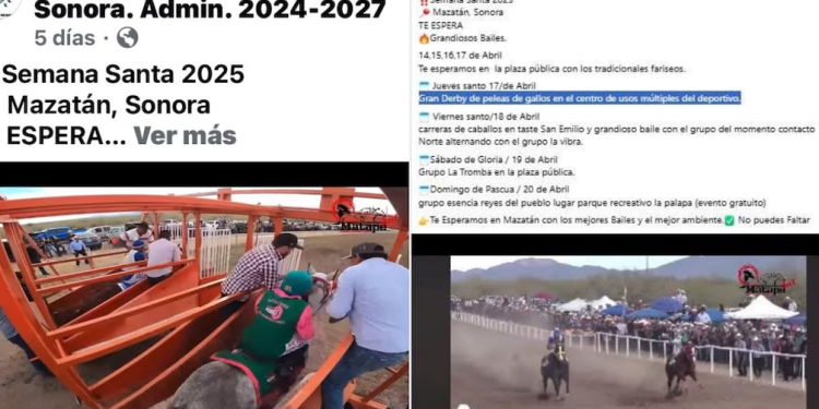 Critican a alcalde por organizar peleas de gallos en Semana Santa en Sonora; defensores de animales reprueban actividades