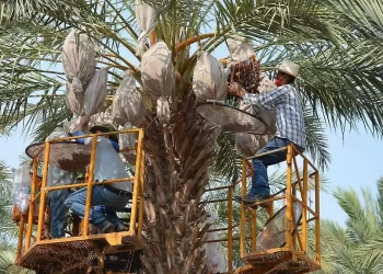 Dátil de SLRC impulsa a México al top mundial por valor de exportación