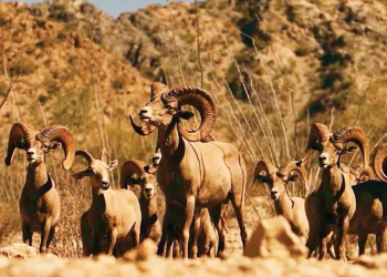 Pugna por caza del cimarrón fractura la paz Seri; ganancias millonarias despiertan intereses