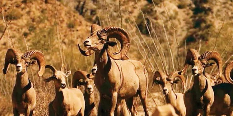 Pugna por caza del cimarrón fractura la paz Seri; ganancias millonarias despiertan intereses