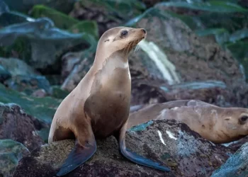 Desenmallan y liberan tres lobos marinos en la Isla Consag en BC