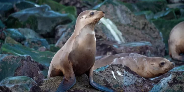 Desenmallan y liberan tres lobos marinos en la Isla Consag en BC