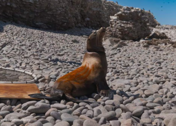 Liberan a 17 lobos marinos capturados en pesca ilegal; redes les provocan heridas graves