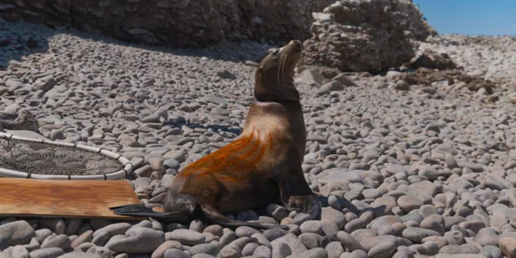 Liberan a 17 lobos marinos capturados en pesca ilegal; redes les provocan heridas graves