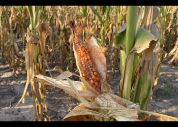 México sufrirá la peor caída en producción de granos en 25 años