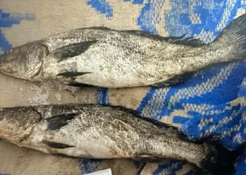 Cinco vinculados a proceso por pescar totoaba en refugio de la vaquita marina en BC