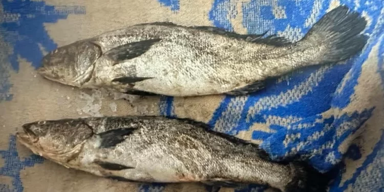 Cinco vinculados a proceso por pescar totoaba en refugio de la vaquita marina en BC