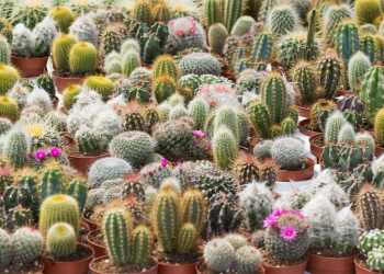 ¿Tienes este cactus en casa? Estas especies están en peligro de extinción y esta es la cifra de la multa
