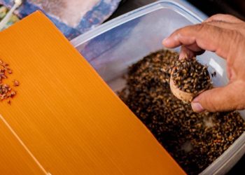 La mosca estéril, una “fuerza aérea” que llega a salvar al ganado de Chihuahua y Sonora