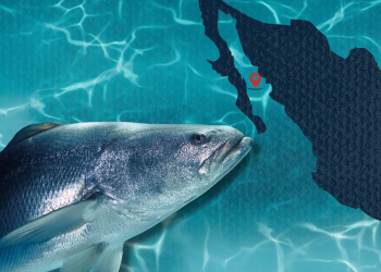 ¿Por qué está prohibida la pesca de totoaba en golfo de California? 