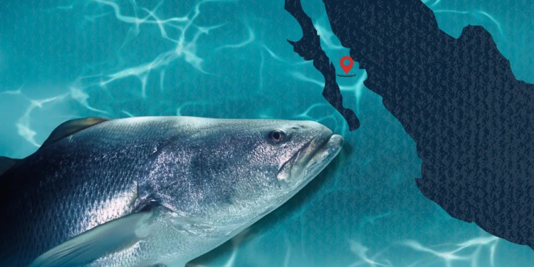 ¿Por qué está prohibida la pesca de totoaba en golfo de California? 