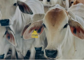 Secretaria de Agricultura de EU anuncia acuerdo con México sobre gusano barrenador; amenazó con detener importaciones de ganado