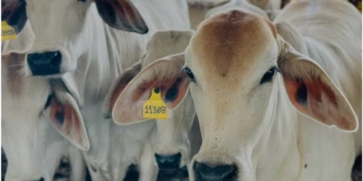 Secretaria de Agricultura de EU anuncia acuerdo con México sobre gusano barrenador; amenazó con detener importaciones de ganado